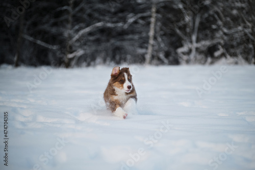Aussie dog on walk in winter park. Ears in different directions from speed and wind. Puppy of Australian shepherd dog red tricolor with white stripe runs fast on white snow against forest background. © Ekaterina