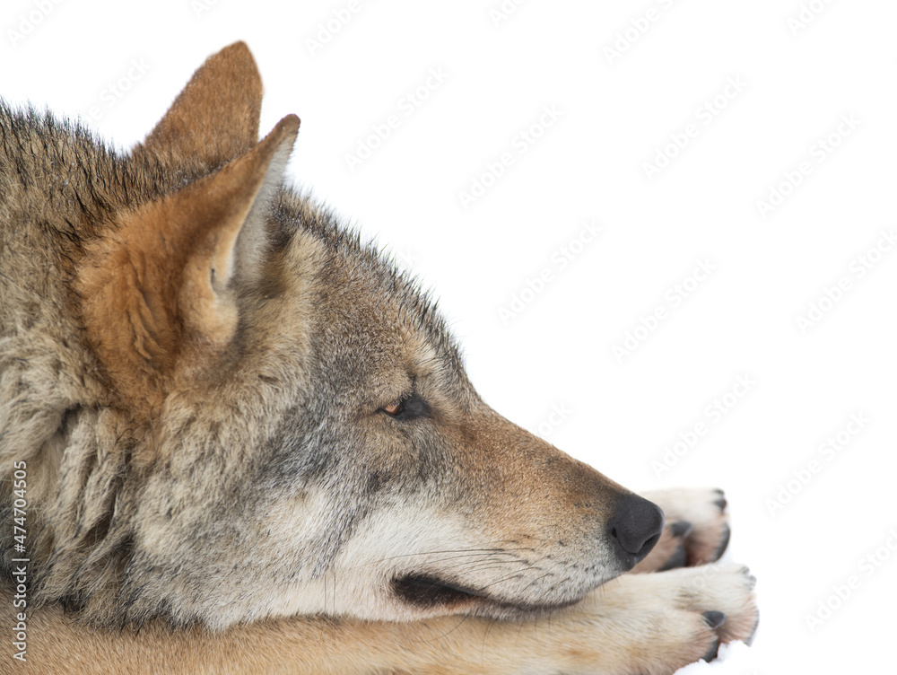 wolf profile portrait isolated on white background