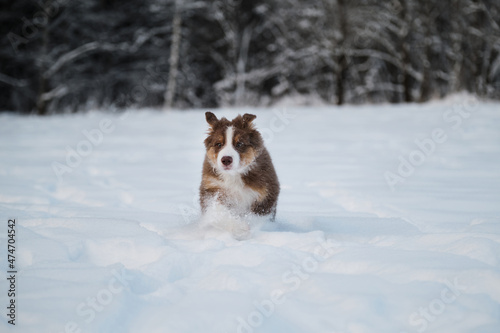 Fototapeta Naklejka Na Ścianę i Meble -  Aussie dog on walk in winter park. Ears in different directions from speed and wind. Puppy of Australian shepherd dog red tricolor with white stripe runs fast on white snow against forest background.