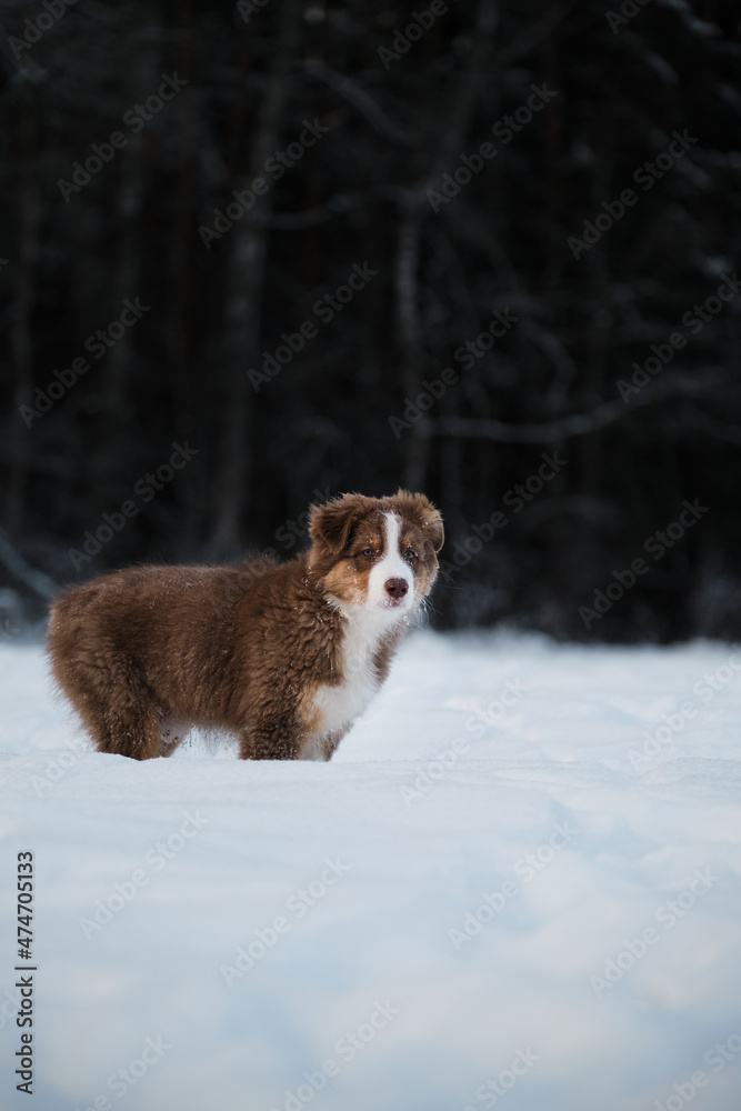 Aussie dog on walk in winter park. Bobtail puppy. Puppy of Australian shepherd dog red tricolor with white stripe stands in snow against background of snowy forest.