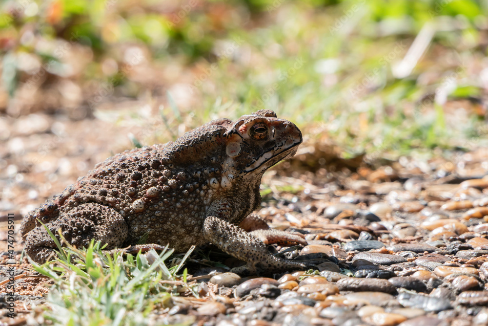 Toads are amphibians that live in the garden.