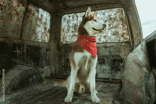 guardian husky dog  with red vest  in abandoned environment