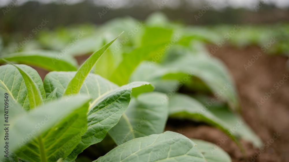 close up of tobacco plantation close up of tobacco plantation