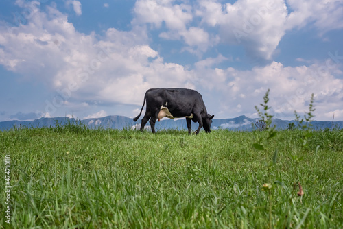 Black cow grazing on the grass
