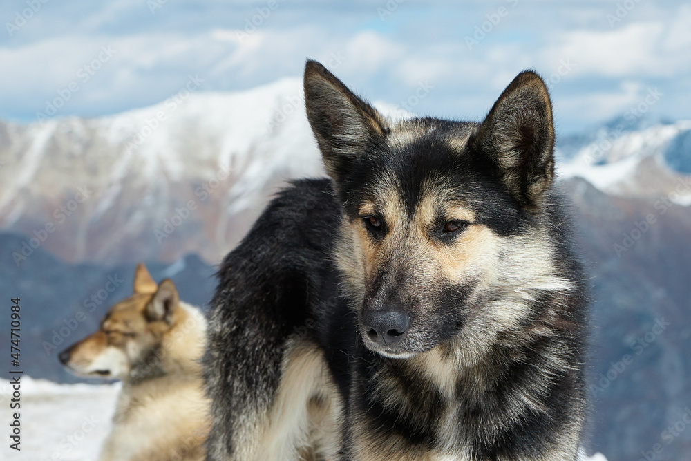 animals in the mountains, dogs in the snow, lying on a snowy slope, close-up animals in the mountains, dogs in the snow, lying on a snowy slope, close-up