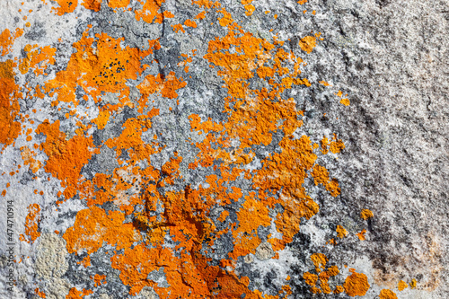 Macro texture of orange red lichen moss growing on mountain rock