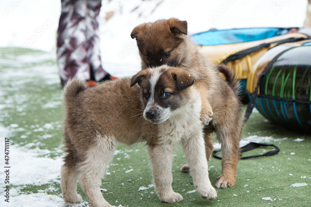 two puppy dogs play with each other, gnaw each other, a small animal in winter, close-up,