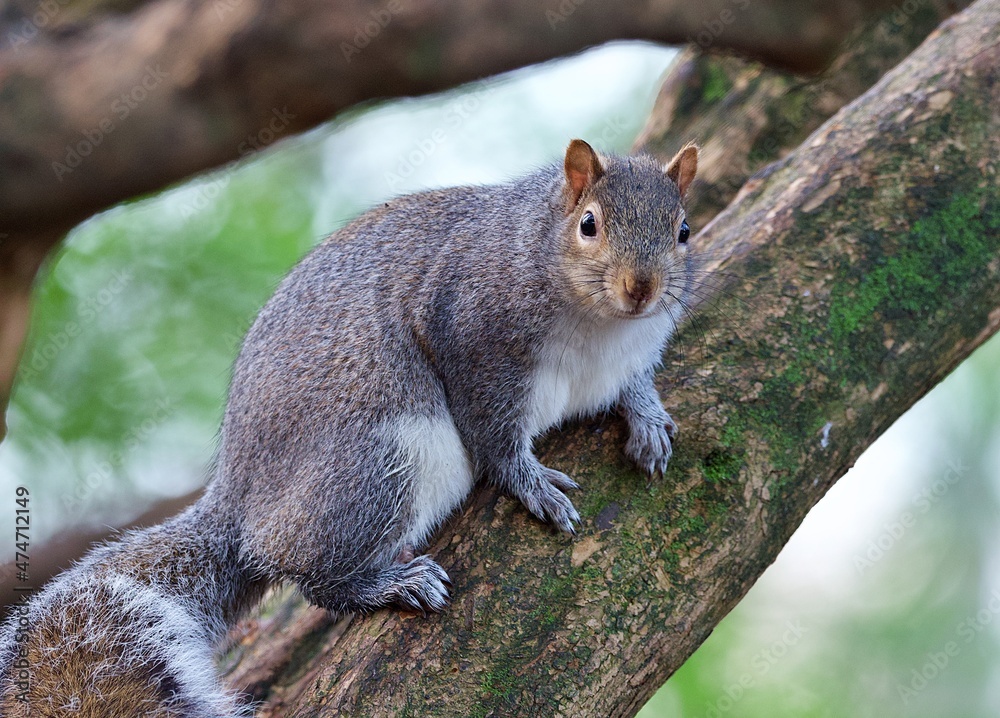 Gray squirrel on a tree Gray squirrel on a tree
