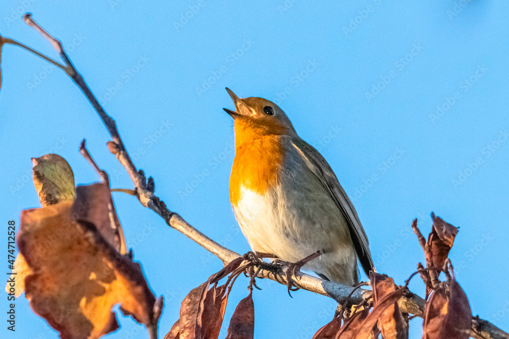 Fototapeta premium European Robin perched on a tree branch