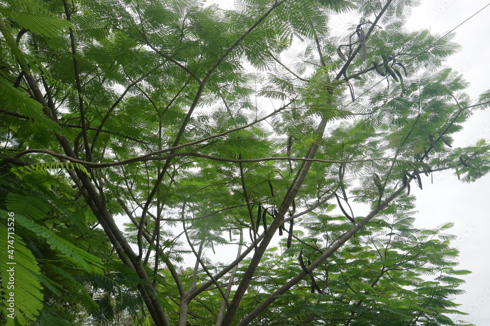 Obraz premium lush trees during the day