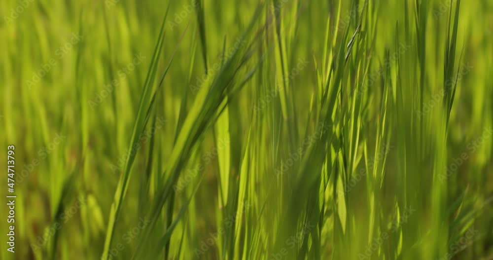 Fresh green grass closeup low angle Fresh green grass closeup low angle