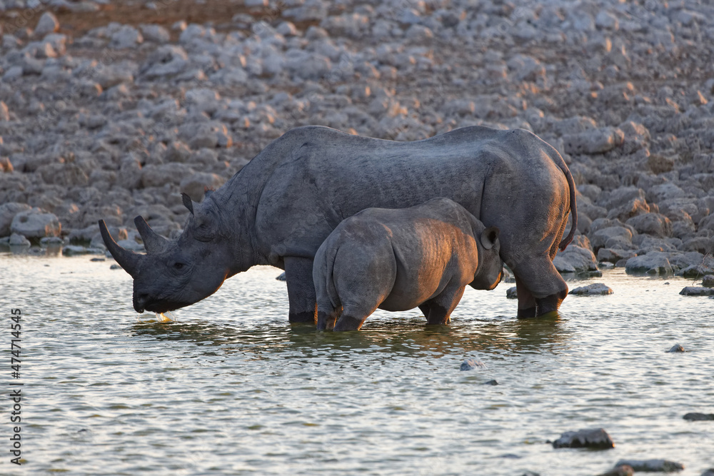 Fototapeta premium Spitzmaulnashorn