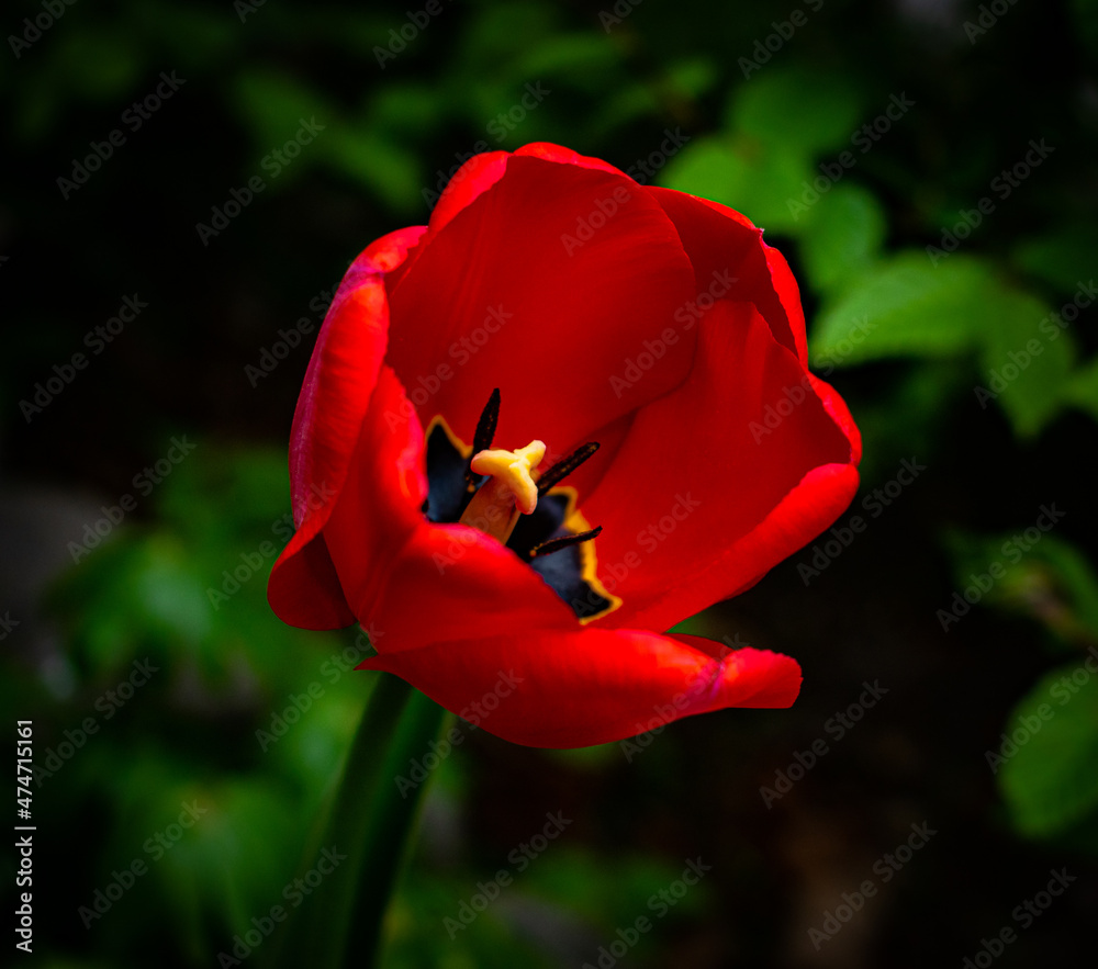Sharp Focus on a Radiant Tulip in the Garden Sharp Focus on a Radiant Tulip in the Garden