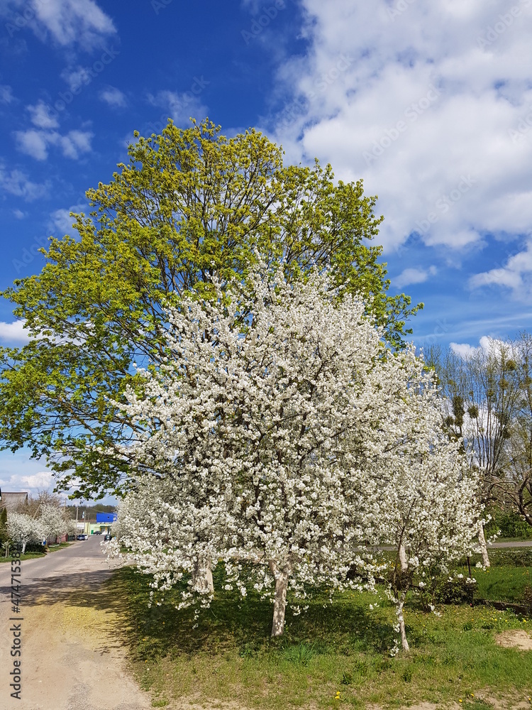 Flowering tree in spring blue sky with clouds Flowering tree in spring blue sky with clouds