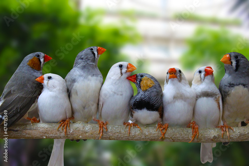 Tablou pe pânză Group of Zebra finches perched on branch, green background