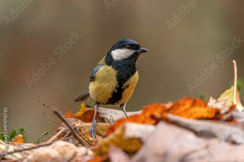 Great Tit (Parus major) in an forest covered with colorful leaves. Autumn day in a deep forest in the Netherlands. 