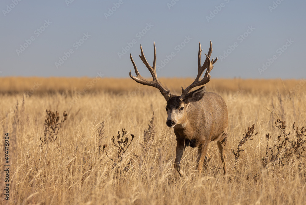 Mule Deer Buck in the Rut in Colorado in Autumn Mule Deer Buck in the Rut in Colorado in Autumn