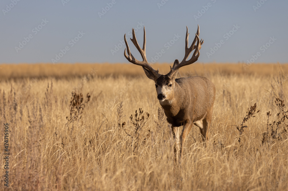Mule Deer Buck in the Rut in Colorado in Autumn Mule Deer Buck in the Rut in Colorado in Autumn