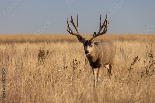 Mule Deer Buck in the Rut in Colorado in Autumn