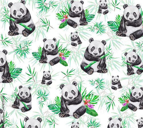 panda-na-bambusie