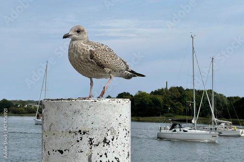 Silver gulls, Larus argentatus photo