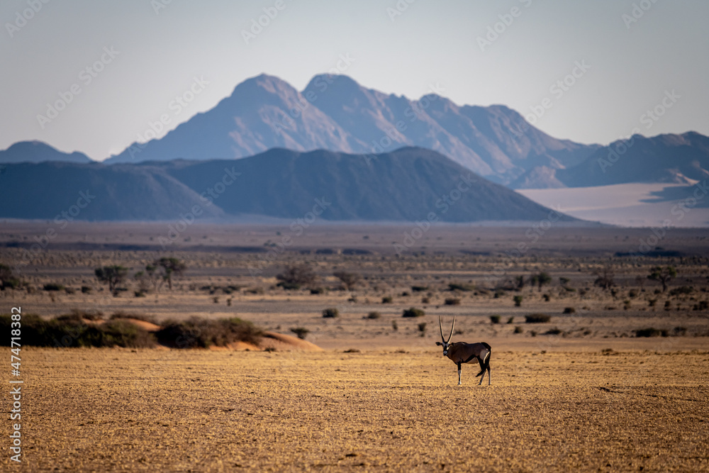 Oryx at sunrise at Namib Desert, Namibia Oryx at sunrise at Namib Desert, Namibia