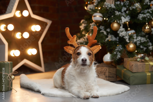 Happy christmas dog in deer antlers. jack russell in a festive home interior. holidays with a pet near a new year tree