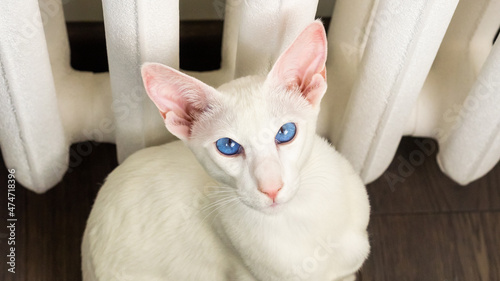 Obraz na plátně Portrait of oriental shorthair white cat with blue eyes sitting near heating bat