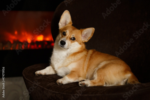 A cute corgi dog lies on the sofa by fireplace enjoying the warmth and comfort of the house in the evening.