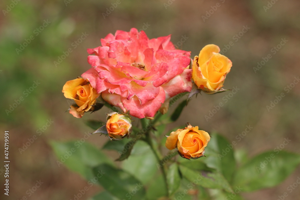 red and yellow flower red and yellow flower
