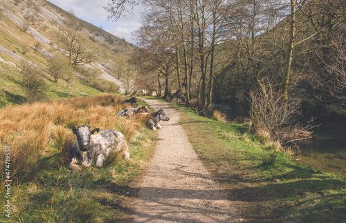 Footpath in Beresford Dale, Peak District photo