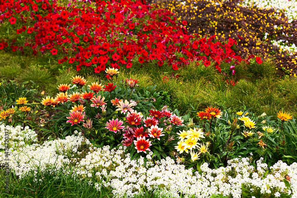 Beautiful summer flower bed. A lawn of flowers. Gardening. Top view.