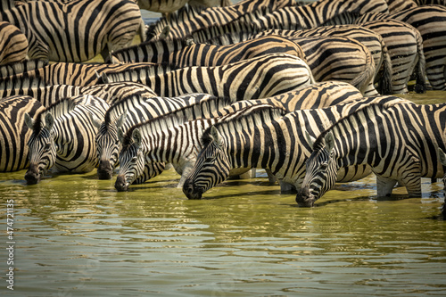 Zebras drinking water in Etosha Park  Namibia