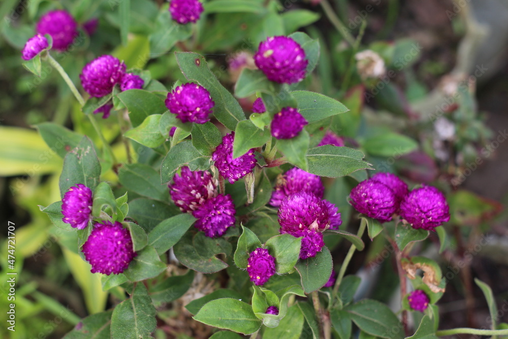 purple flowers in the garden purple flowers in the garden