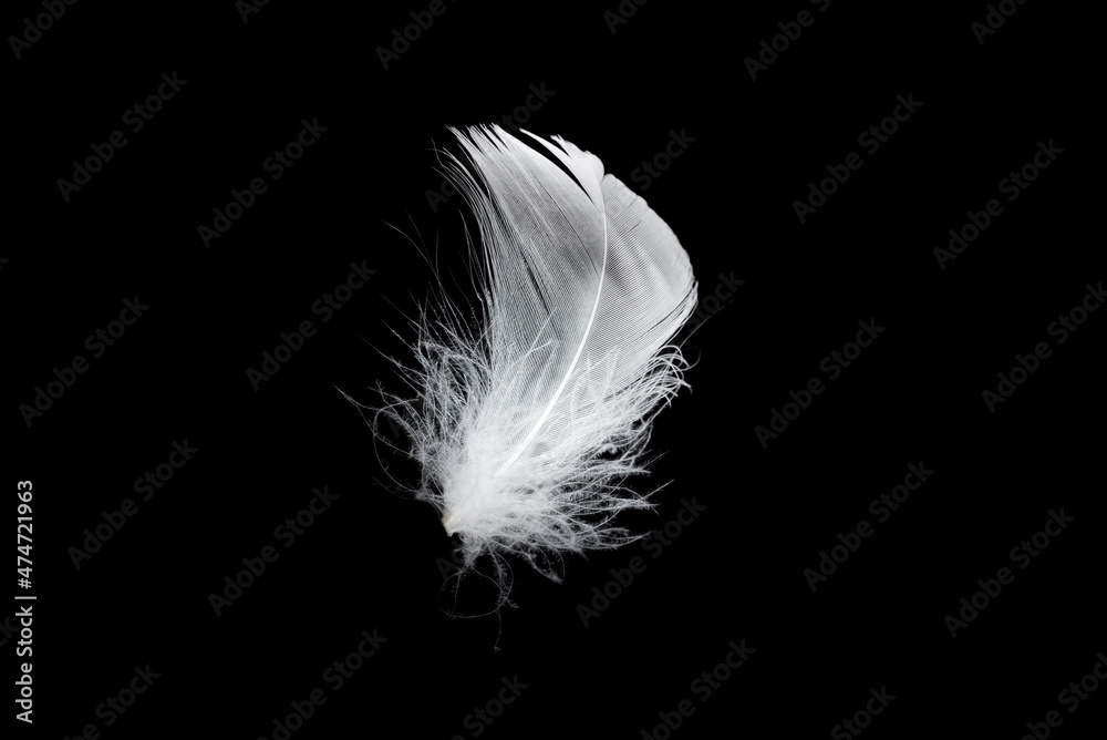 Obraz premium White feather isolated on a black background.