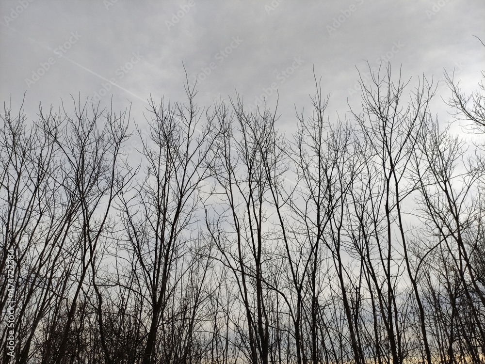 Branches of trees without foliage against the background of winter sky
