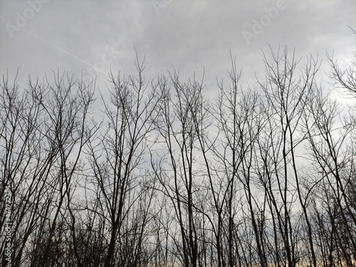 Branches of trees without foliage against the background of winter sky