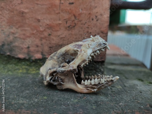 Hedgehog skull on brick background, close-up