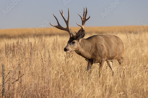 Mule Deer Buck in the Fall Rut in Colorado