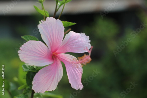 close up of pink flower