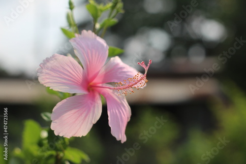 pink magnolia flowers