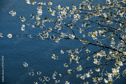 Cherry blossoms white flowers photo