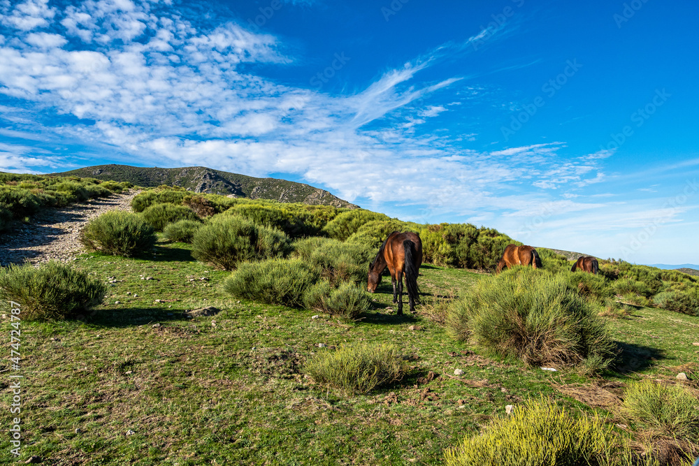 Landscape with mountains and horses in Puerto de Honduras, Extremadura, Spain.