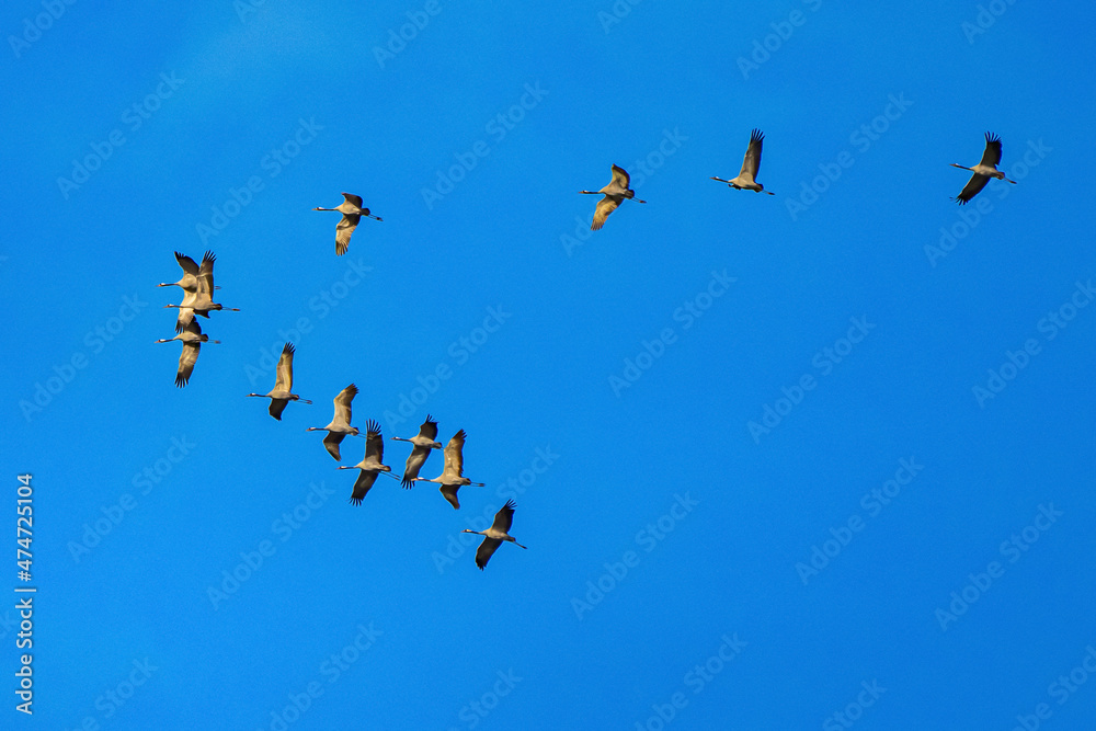 Common crane, Grus grus in Monfrague National Park. Extremadura, Spain