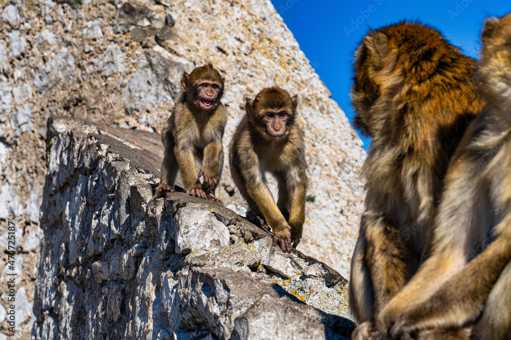 Naklejka premium Wild macaque or Gibraltar monkey, attraction of the British overseas territory.