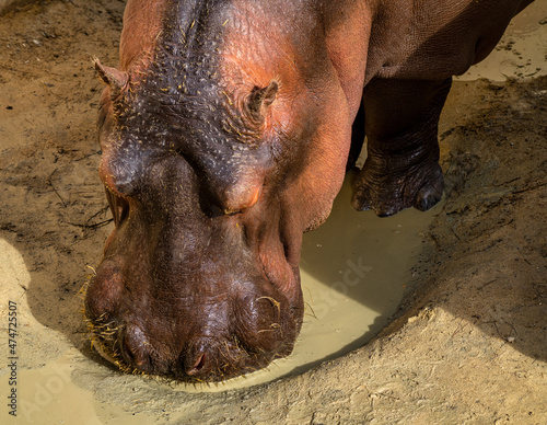 Hippo, Hippopotamus amphibius in Jerez de la Frontera, Andalusia, Spain photo