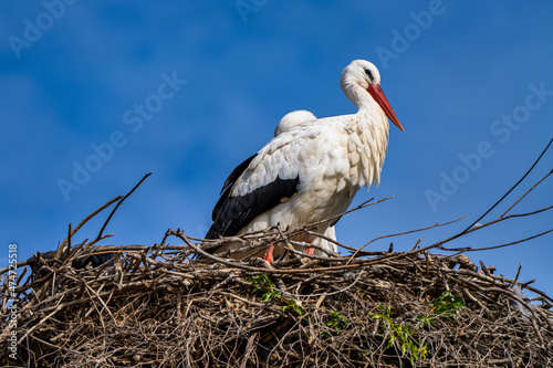 White Stork, Ciconia ciconia in Jerez de la Frontera, Andalusia, Spain