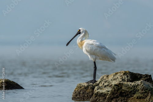 Tableau sur toile black-faced spoonbill and seagull foraging in wetland