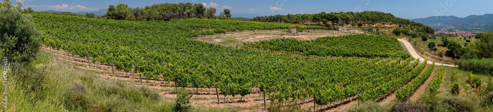 campo de viñedo verde, foto panorámica