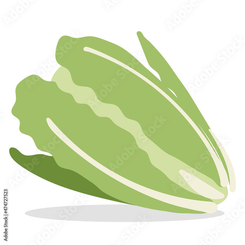Vector illustration of lettuce. Cartoon organic vegetable isolated on white background.